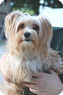 Is there anywhere i can actually go see some each shelter or rescue sets their own policies and adoption fees, so just keep shopping until you find just the right dog for your lifestyle. Virginia Beach, VA - Silky Terrier/Yorkie, Yorkshire ...