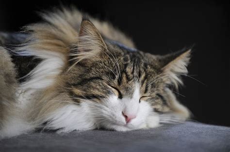 8 Cute Pictures Of Norwegian Forest Cats