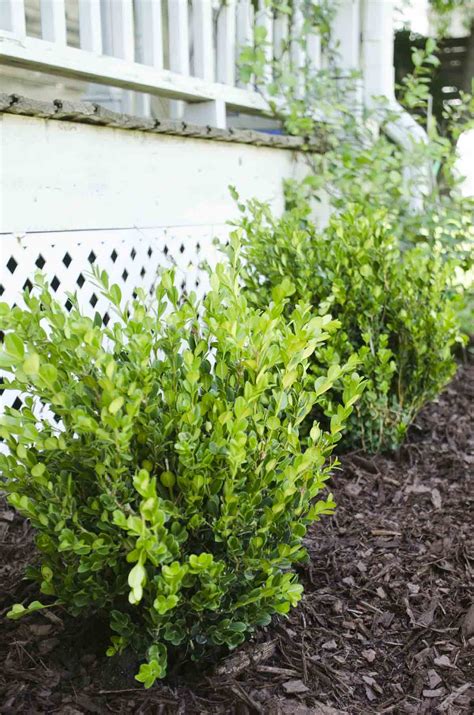 Finding winter gem boxwood in plant nurseries. Planting Boxwoods on Tye Street - Thou Swell