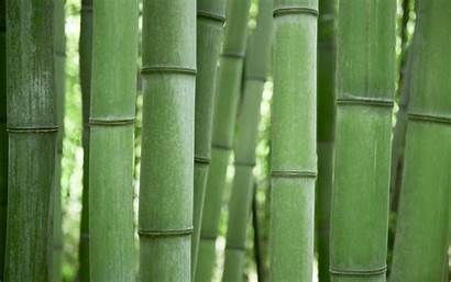 Bamboo Wallpapers Grove Cave