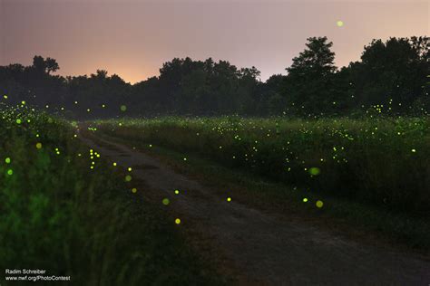 Fireflies The National Wildlife Federation Blog