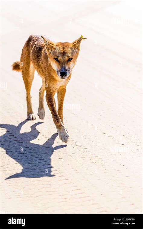Dingo Canis Lupus Dingo Adult Male On Seventy Five Mile Beach