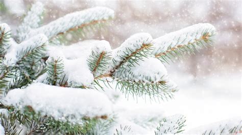Snow Falling On Pine Trees Hd Wallpapers