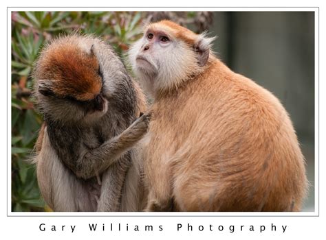 San Francisco Zoopatas Monkeys Gary Williams Photography
