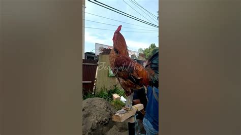 Ayam Ketawa Laughing Chicken Indonesian Ornamental Chicken Shorts