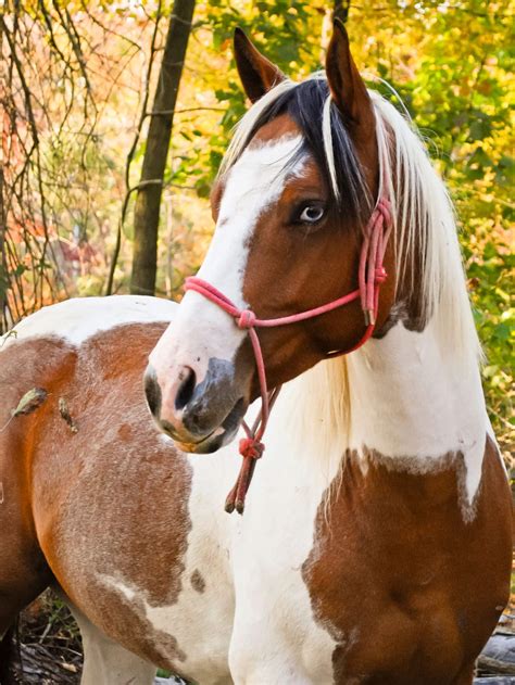 horse coat colors patterns genetics  pictures