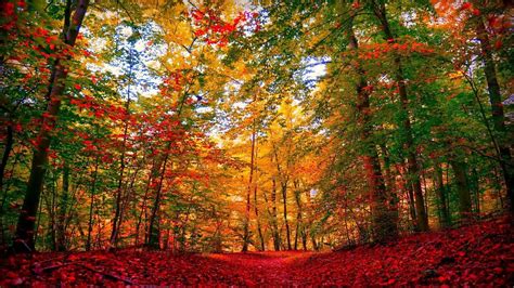 High Resolution Fall Pictures 4k Autumn Wallpapers High Quality