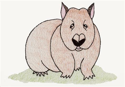 Wombat Drawing