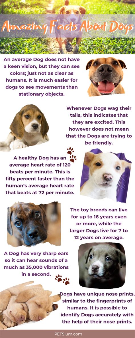 Interesting Dog Facts for Kids and Adults - Petsium