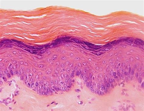 Stratified Squamous Epithelium Tight Junction Integumentary System Salivary Gland Layers Of