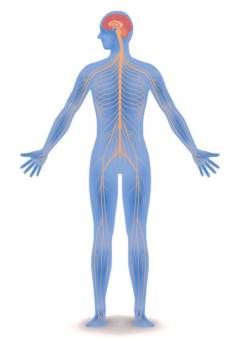 Central Nervous System Diagram Drawing Central Nervous System Wikipedia Copyright © 2010
