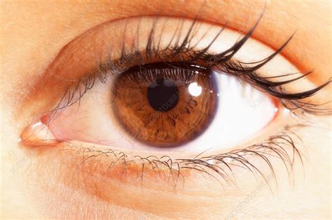 Extreme Close Up Of Brown Eyes Stock Image F Science