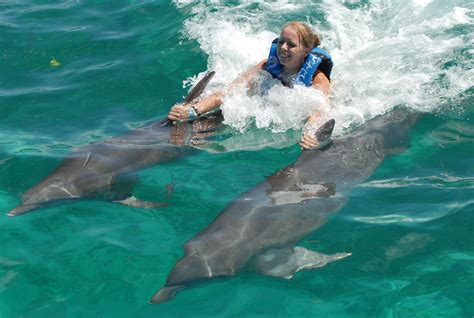 Swimming With Dolphins Dolphin Discovery In Cancun Mexico Cancun Mexico Swimming