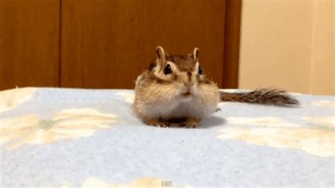 This Chipmunk Has A Morning Routine That Is Beyond Adorable