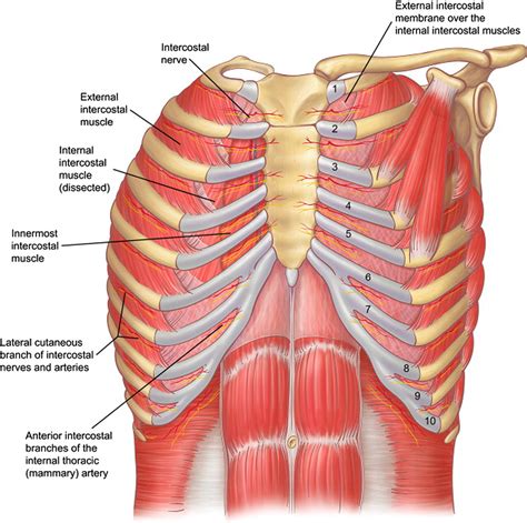 Chest Muscles Diagram Chest Muscle Anatomy Diagram Chest Wall Images