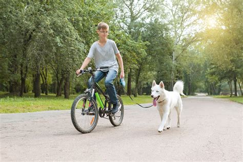 A Guide To Biking With Your Dog Union Lake Pet Services