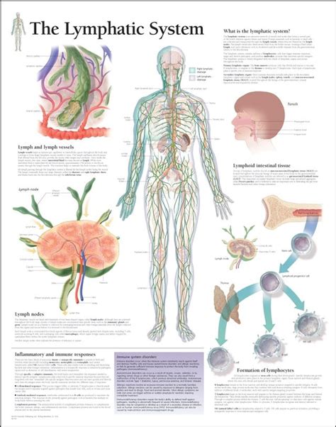 Lymphatic Drainage Poster Lymphatic System Poster Lymphatic System