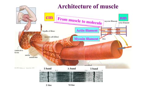 Atomic Resolution Of Muscle Contraction