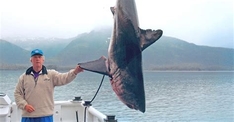 Big Fishes Of The World Shark Salmon Lamna Ditropis