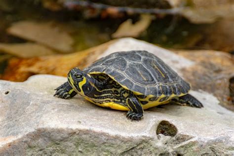 How To Tell If Your Yellow Bellied Slider Is Female Or Male Petdt 2023