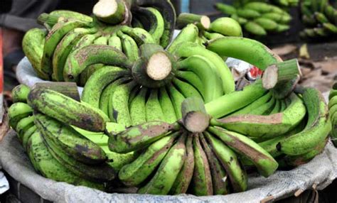 Daging pisang ini sangat lembut dengan rasa yang manis dan aroma yang harum. Jenis-jenis Pisang Di Indonesia Yang Dapat Dikonsumsi dan ...