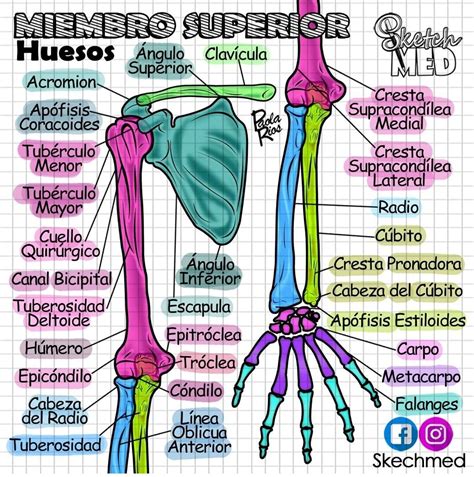 Miembro Superior Huesos Anatomía Anatomia Del Hueso Anatomía Del