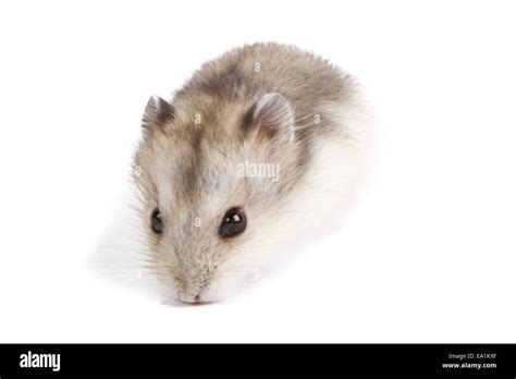 Baby Syrian Hamsters Hi Res Stock Photography And Images Alamy