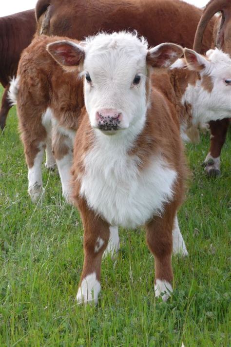 Miniature Herefords From Montgomery Mini Herefords Mini Cows Cow