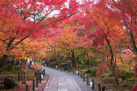 Kyoto Autumn Leaves When To Go And Best Places To Visit