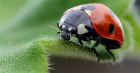 swarms of alien ladybirds carrying dangerous stds invade homes across britain mirror online