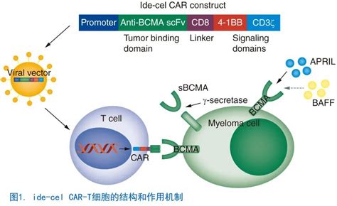 一文读懂首个bcma Car T产品idecabtagene Vicleucel细胞治疗多发性