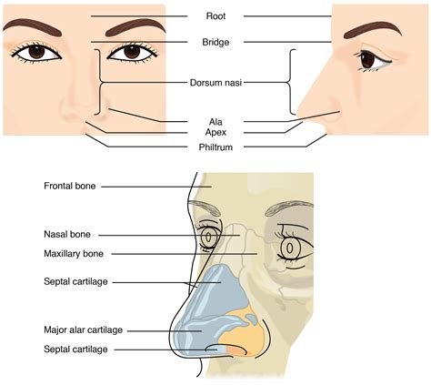 External Nose Bones And Cartilages And Nerve Supply Vlrengbr