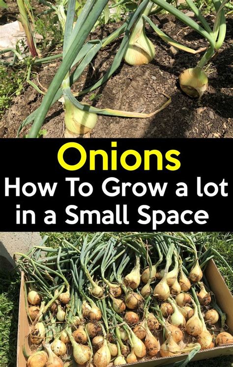How you handle your mature onion bulbs will greatly affect how long they will keep. How to grow Onions in your garden (easy Step by step guide ...