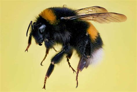 Bumble Bee Control Services In Utah Thorn