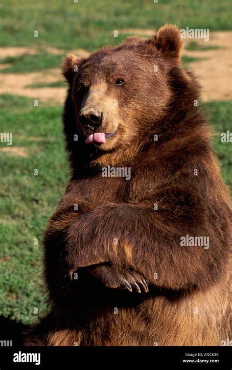 Grizzly Bear Ursus Arctos Horribilis With Folded Arms Captive Stock