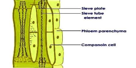 Elements Of Phloem Tissue Qs Study