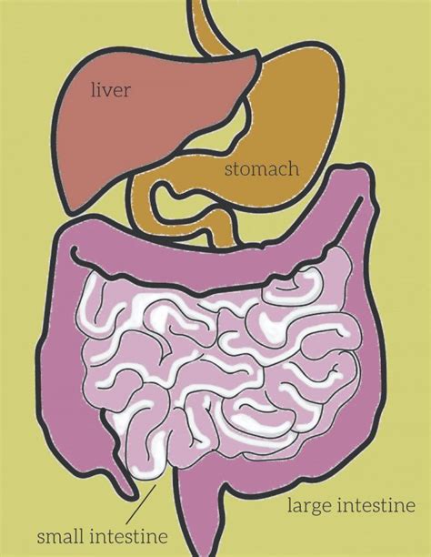 Trust Your Gut How Stress And Diet Affect Digestion The Observer