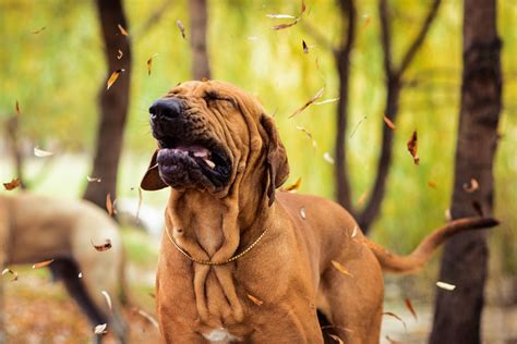 Reasons Why Your Dog Is Sneezing A Lot