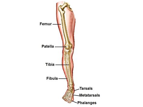 Bones Of The Leg Physical Education Showme