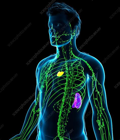 Male Lymphatic System Illustration Stock Image F0170860 Science