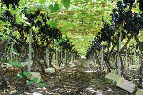 Growing Table Grapes With Pergola Technology Is Becoming Popular In