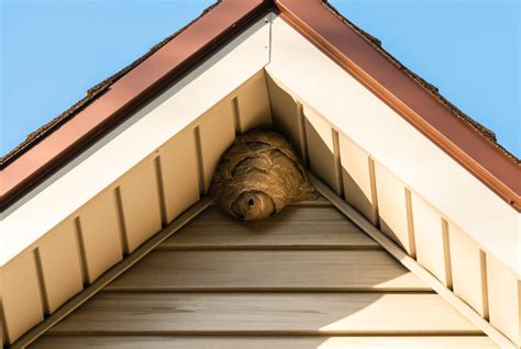 How To Remove Wasp Nests Eliminate Em Pest Control