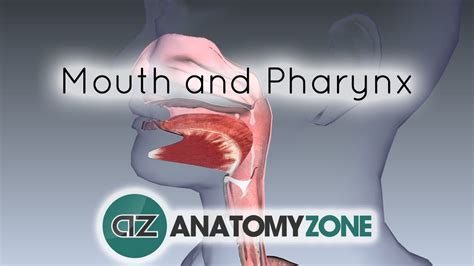 Digestive System Basics Mouth And Pharynx 3d Models Video