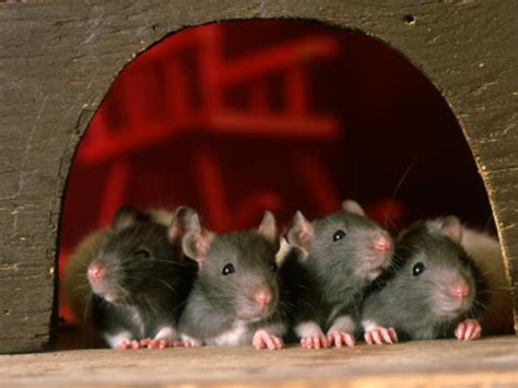They are scavengers and will often collect and horde a rat can eat one third of its own body weight in a day. Foods That Are Poisonous to Your Rat | PetHelpful