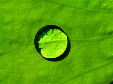 Kostenlose Foto Blatt Gr N Wasser Makrofotografie Gras