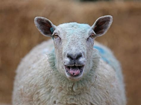 Sheep Stock Image Image Of Field Close Livestock Woolly 29781257