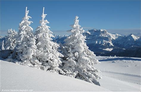 Paysage Et Sapins Sous La Neige Au Semnoz