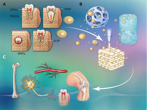 Application Of Dental Stem Cells In Three Dimensional Tissue Regeneration