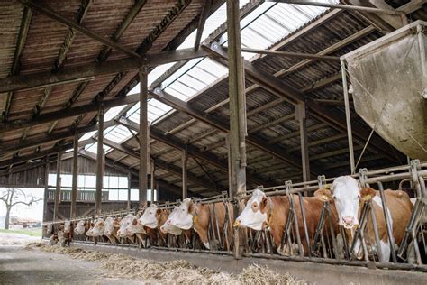 Pose de clôture et matériel agricole Feuerstein Durmenach