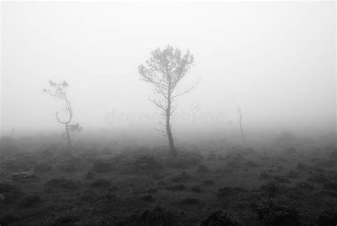 Black And White Landscape With Fog Stock Image Image Of Disturbing
